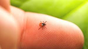 Read more about the article Far Infrared Heat Treatment Takes on Lyme Disease